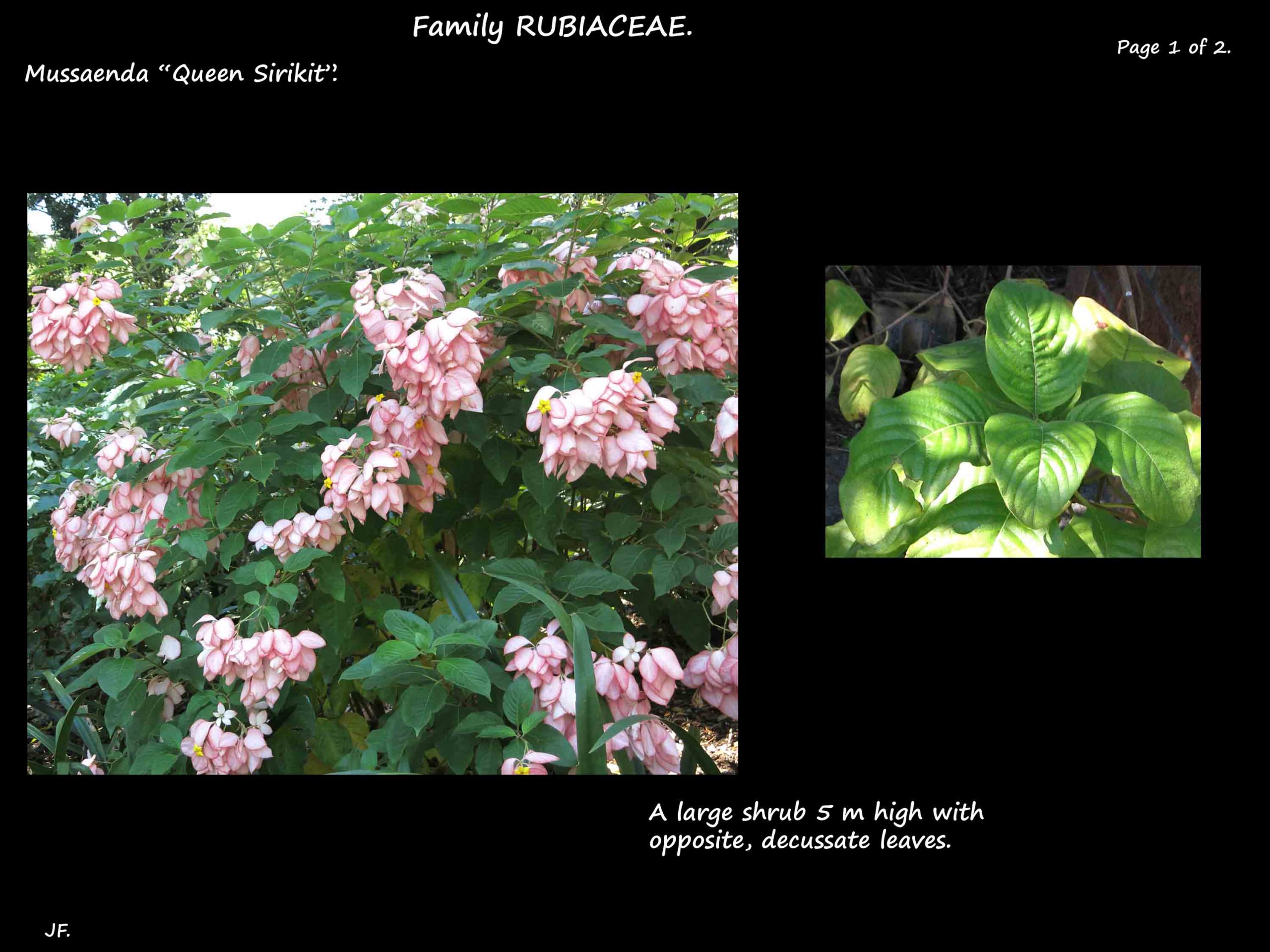 5 Queen 'Sirikit' shrub & leaves